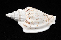 黑痣(變異)鳳凰螺藏品圖，第8張