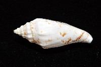 黑痣(變異)鳳凰螺藏品圖，第11張