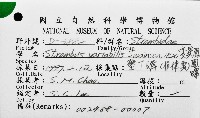 黑痣(變異)鳳凰螺藏品圖，第12張