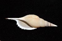 馬丁長鼻螺藏品圖，第3張