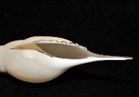 馬丁長鼻螺藏品圖，第6張