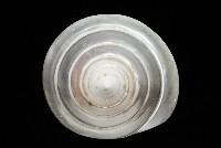 馬蹄鐘螺(牛蹄鐘螺)藏品圖，第13張