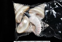 馬蹄鐘螺(牛蹄鐘螺)藏品圖，第15張