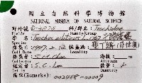 馬蹄鐘螺(牛蹄鐘螺)藏品圖，第16張