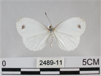 纖粉蝶、黑點粉蝶藏品圖，第1張