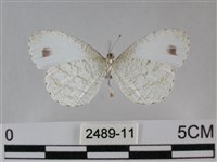 纖粉蝶、黑點粉蝶藏品圖，第2張