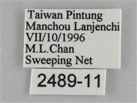 纖粉蝶、黑點粉蝶藏品圖，第3張