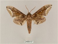 白點天蛾 藏品圖，第1張