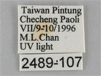 扁刺蛾藏品圖，第3張