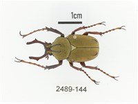 臺灣角金龜藏品圖，第1張