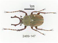 臺灣角金龜藏品圖，第1張