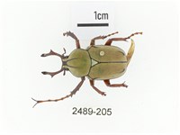 臺灣角金龜藏品圖，第1張