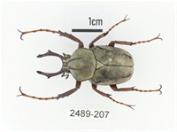 臺灣角金龜藏品圖，第1張