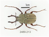 臺灣角金龜藏品圖，第1張