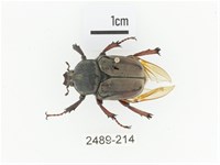 臺灣角金龜藏品圖，第1張