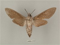 蝦殼天蛾藏品圖，第2張