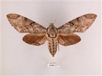 細斜紋霜天蛾藏品圖，第1張