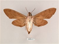 細斜紋霜天蛾藏品圖，第2張