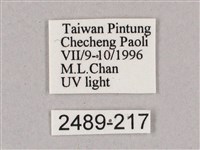 細斜紋霜天蛾藏品圖，第3張