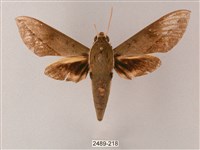 藏斜紋天蛾藏品圖，第1張