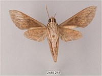 藏斜紋天蛾藏品圖，第2張