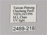 藏斜紋天蛾藏品圖，第3張