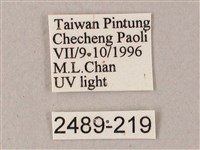 藏斜紋天蛾藏品圖，第3張