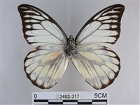 鋸粉蝶藏品圖，第1張