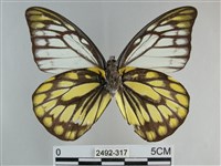 鋸粉蝶藏品圖，第2張