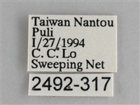 鋸粉蝶藏品圖，第3張