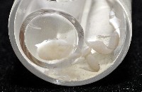 美麗多指瓷蟹藏品圖，第1張