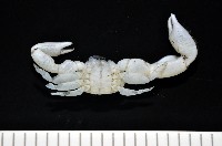 美麗多指瓷蟹藏品圖，第3張