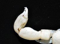 美麗多指瓷蟹藏品圖，第4張