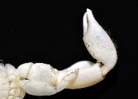 美麗多指瓷蟹藏品圖，第6張