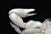 美麗多指瓷蟹藏品圖，第7張