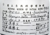 美麗多指瓷蟹藏品圖，第8張