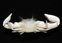 美麗多指瓷蟹藏品圖，第3張
