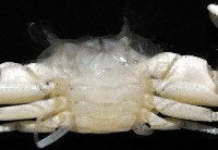 美麗多指瓷蟹藏品圖，第4張