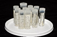 美麗多指瓷蟹藏品圖，第5張