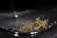 美麗多指瓷蟹藏品圖，第6張