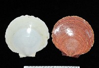 臺灣日月蛤藏品圖，第1張