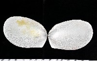 菲律賓巨狐蛤藏品圖，第1張
