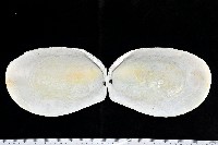 菲律賓巨狐蛤藏品圖，第2張