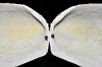 菲律賓巨狐蛤藏品圖，第3張