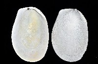 菲律賓巨狐蛤藏品圖，第4張