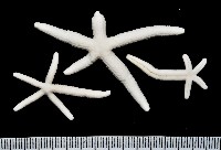 多篩指海星藏品圖，第1張