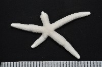 多篩指海星藏品圖，第2張