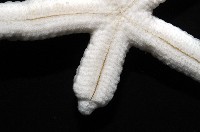 多篩指海星藏品圖，第3張