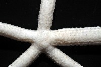 多篩指海星藏品圖，第5張