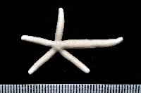 多篩指海星藏品圖，第6張